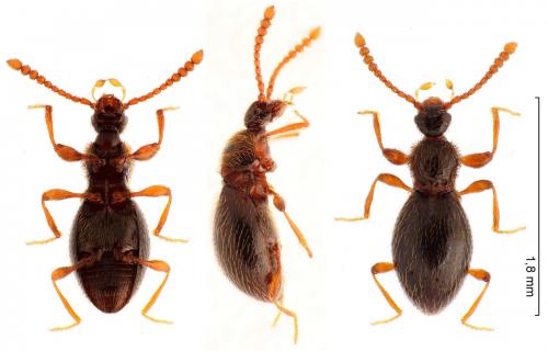 Euconnus pubicollis